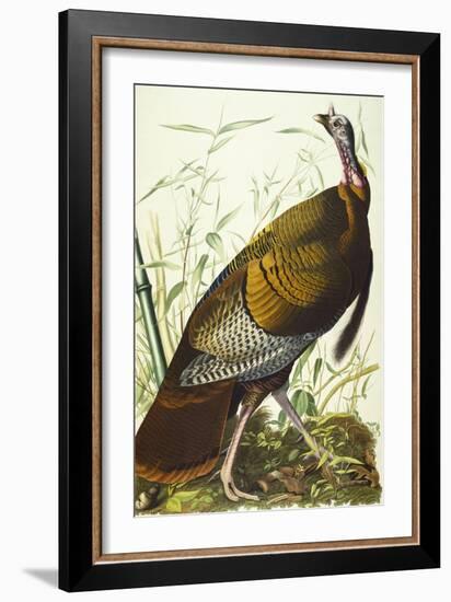 Great American Beck Male. Wild Turkey (Meleagris Gallopavo), Plate I, from 'The Birds of America'-John James Audubon-Framed Giclee Print