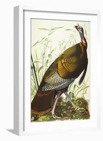 Great American Beck Male. Wild Turkey (Meleagris Gallopavo), Plate I, from 'The Birds of America'-John James Audubon-Framed Giclee Print