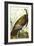Great American Beck Male. Wild Turkey (Meleagris Gallopavo), Plate I, from 'The Birds of America'-John James Audubon-Framed Giclee Print