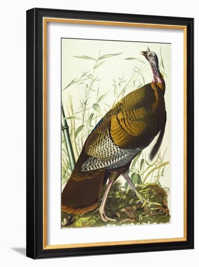 Great American Beck Male. Wild Turkey (Meleagris Gallopavo), Plate I, from 'The Birds of America'-John James Audubon-Framed Giclee Print