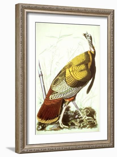 Great American Turkey-John James Audubon-Framed Giclee Print