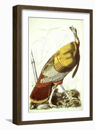 Great American Turkey-John James Audubon-Framed Giclee Print