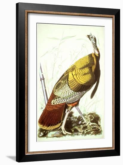 Great American Turkey-John James Audubon-Framed Giclee Print