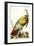 Great American Turkey-John James Audubon-Framed Giclee Print