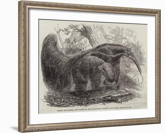 Great Ant-Eater, Just Added to the Zoological Society's Menagerie, Regent'S-Park-null-Framed Giclee Print