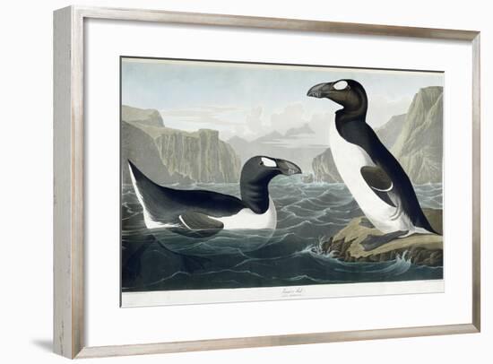 Great Auk, 1836-John James Audubon-Framed Premium Giclee Print