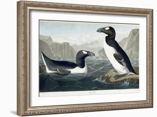 Great Auk, 1836-John James Audubon-Framed Giclee Print