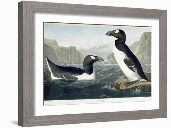 Great Auk, 1836-John James Audubon-Framed Giclee Print