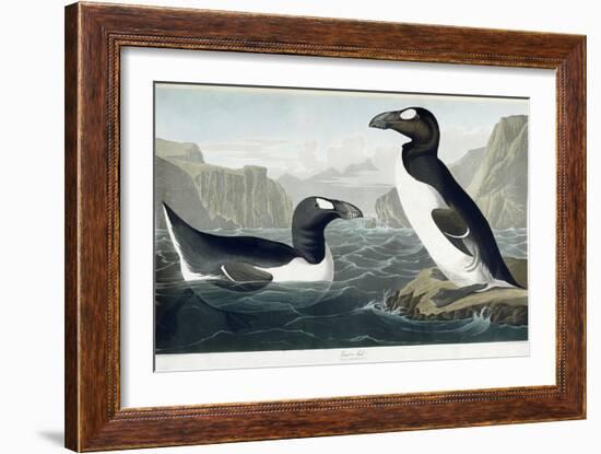 Great Auk, 1836-John James Audubon-Framed Giclee Print