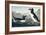 Great Auk, 1836-John James Audubon-Framed Giclee Print