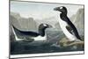 Great Auk, 1836-John James Audubon-Mounted Giclee Print