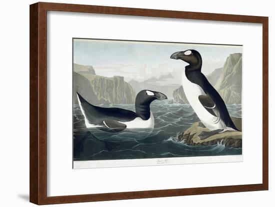 Great Auk, 1836-John James Audubon-Framed Giclee Print