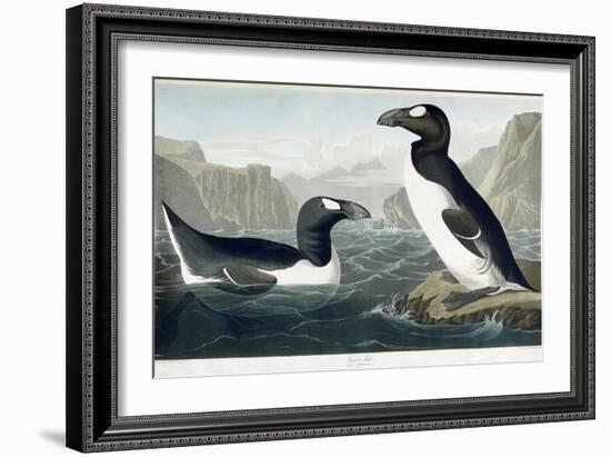 Great Auk, 1836-John James Audubon-Framed Giclee Print