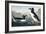 Great Auk, 1836-John James Audubon-Framed Giclee Print