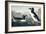 Great Auk, 1836-John James Audubon-Framed Giclee Print