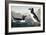 Great Auk, 1836-John James Audubon-Framed Premium Giclee Print