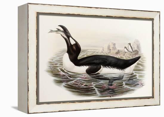 Great Auk, Alca Impennis, from "The Birds of Great Britain"-John Gould-Framed Premier Image Canvas