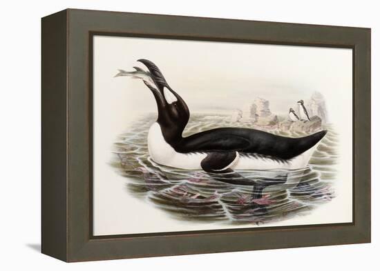 Great Auk, Alca Impennis, from "The Birds of Great Britain"-John Gould-Framed Premier Image Canvas