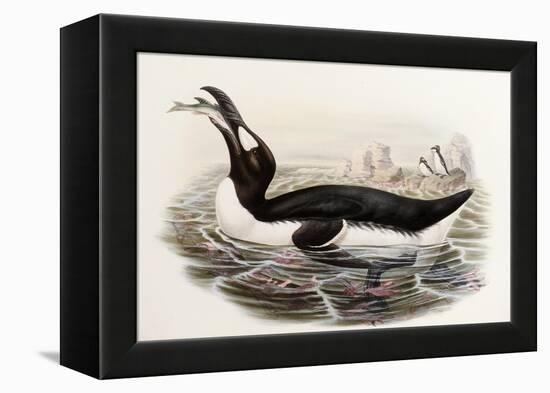 Great Auk, Alca Impennis, from "The Birds of Great Britain"-John Gould-Framed Premier Image Canvas