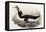 Great Auk, Alca Impennis, from "The Birds of Great Britain"-John Gould-Framed Premier Image Canvas
