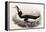 Great Auk, Alca Impennis, from "The Birds of Great Britain"-John Gould-Framed Premier Image Canvas