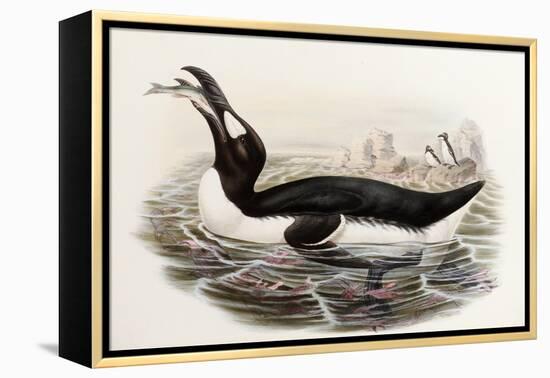 Great Auk, Alca Impennis, from "The Birds of Great Britain"-John Gould-Framed Premier Image Canvas