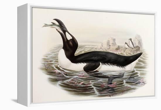 Great Auk, Alca Impennis, from "The Birds of Great Britain"-John Gould-Framed Premier Image Canvas