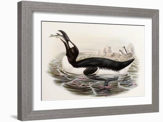 Great Auk, Alca Impennis, from "The Birds of Great Britain"-John Gould-Framed Giclee Print