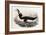 Great Auk, Alca Impennis, from "The Birds of Great Britain"-John Gould-Framed Giclee Print