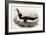 Great Auk, Alca Impennis, from "The Birds of Great Britain"-John Gould-Framed Giclee Print