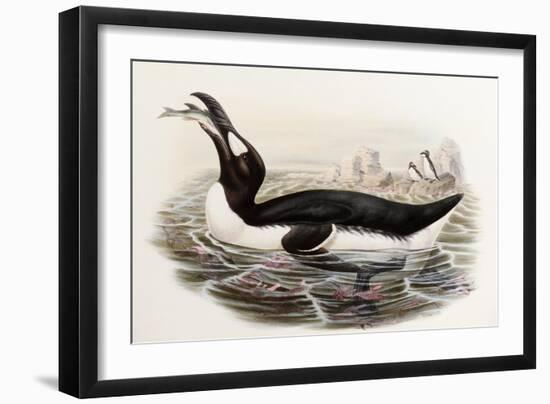 Great Auk, Alca Impennis, from "The Birds of Great Britain"-John Gould-Framed Giclee Print