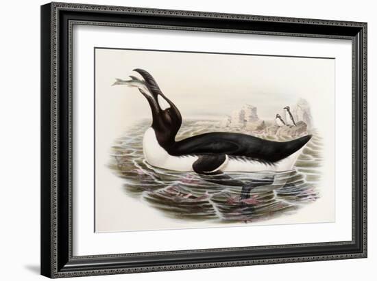 Great Auk, Alca Impennis, from "The Birds of Great Britain"-John Gould-Framed Giclee Print