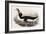 Great Auk, Alca Impennis, from "The Birds of Great Britain"-John Gould-Framed Giclee Print