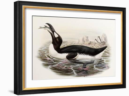 Great Auk, Alca Impennis, from "The Birds of Great Britain"-John Gould-Framed Giclee Print