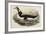 Great Auk Pinguinus Impennis-null-Framed Giclee Print
