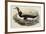 Great Auk Pinguinus Impennis-null-Framed Giclee Print