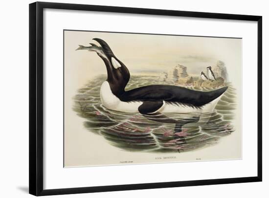 Great Auk Pinguinus Impennis-null-Framed Giclee Print