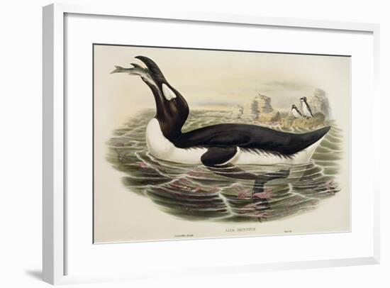 Great Auk Pinguinus Impennis-null-Framed Giclee Print