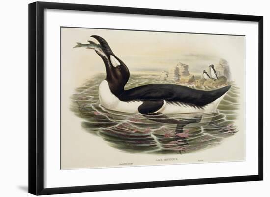 Great Auk Pinguinus Impennis-null-Framed Giclee Print