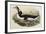 Great Auk Pinguinus Impennis-null-Framed Giclee Print