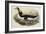 Great Auk Pinguinus Impennis-null-Framed Giclee Print