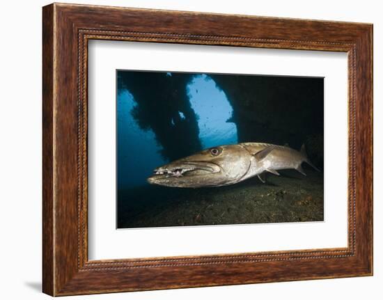 Great Barracuda at Liberty Wreck, Tulamben, Bali, Indonesia-Reinhard Dirscherl-Framed Photographic Print