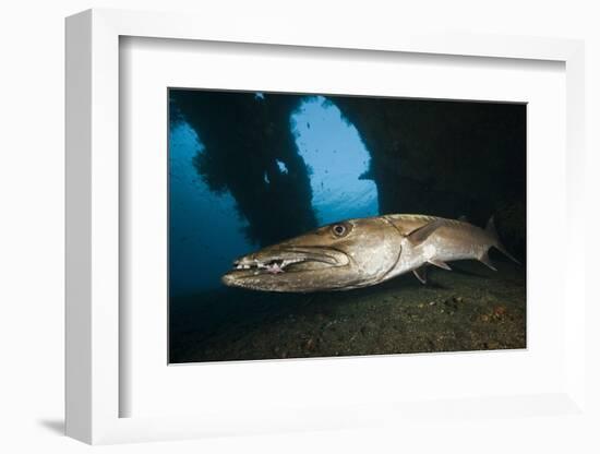 Great Barracuda at Liberty Wreck, Tulamben, Bali, Indonesia-Reinhard Dirscherl-Framed Photographic Print