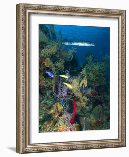 Great Barracuda, Belize-Stocktrek Images-Framed Photographic Print