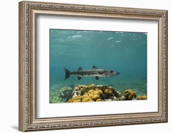 Great Barracuda, Hol Chan Marine Reserve, Belize-Pete Oxford-Framed Photographic Print