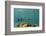 Great Barracuda, Hol Chan Marine Reserve, Belize-Pete Oxford-Framed Photographic Print