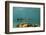 Great Barracuda, Hol Chan Marine Reserve, Belize-Pete Oxford-Framed Photographic Print