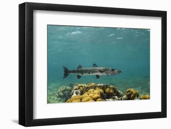 Great Barracuda, Hol Chan Marine Reserve, Belize-Pete Oxford-Framed Photographic Print