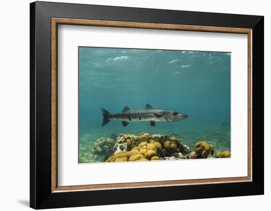 Great Barracuda, Hol Chan Marine Reserve, Belize-Pete Oxford-Framed Photographic Print