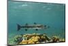 Great Barracuda, Hol Chan Marine Reserve, Belize-Pete Oxford-Mounted Photographic Print